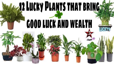 Wealth witchcraft lucky plant
